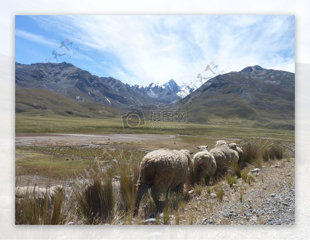 羊在秘鲁山1