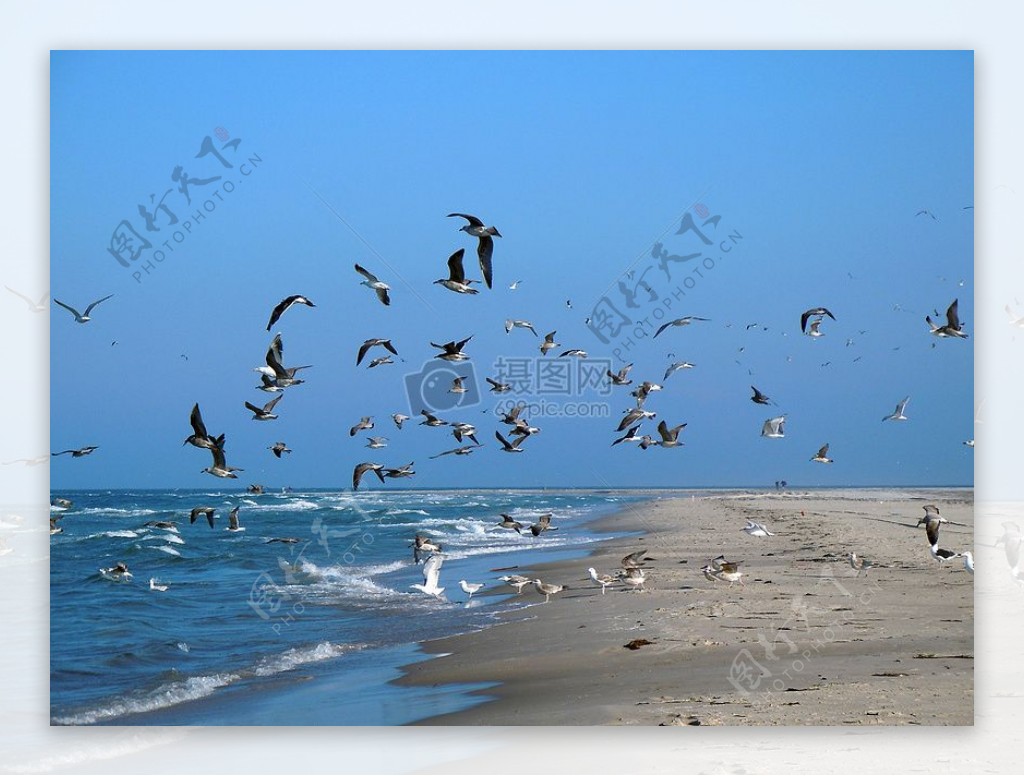 在海边飞翔的海鸥