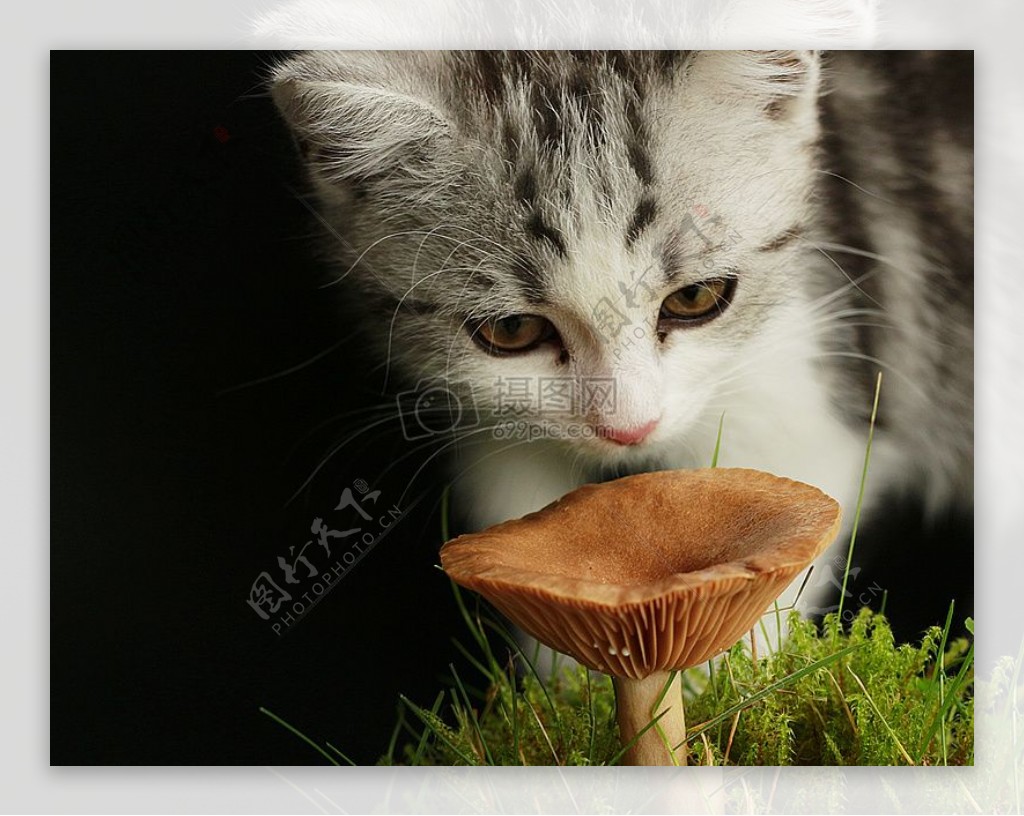 想吃蘑菇的猫