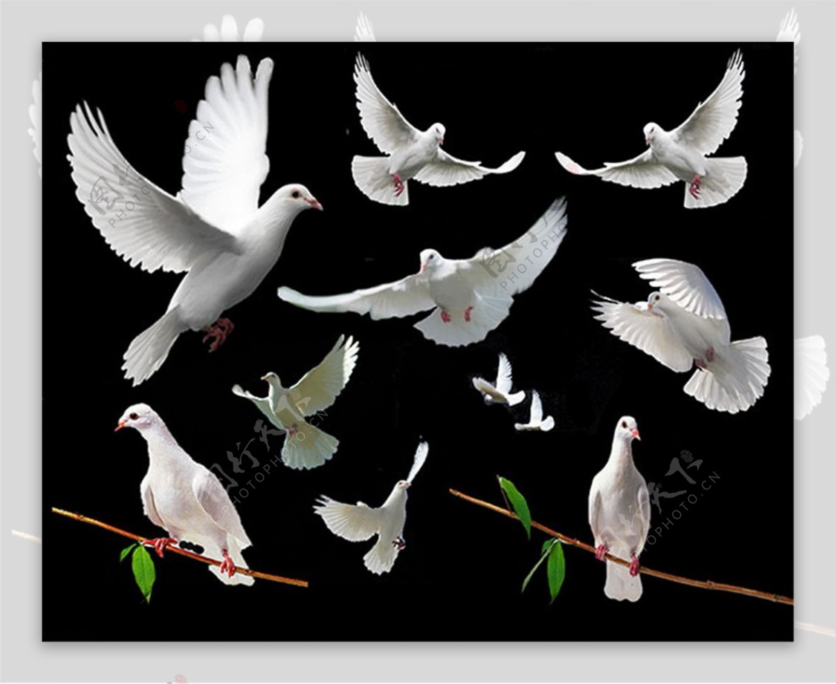 和平之鸽设计图__其他_文化艺术_设计图库_昵图网nipic.com