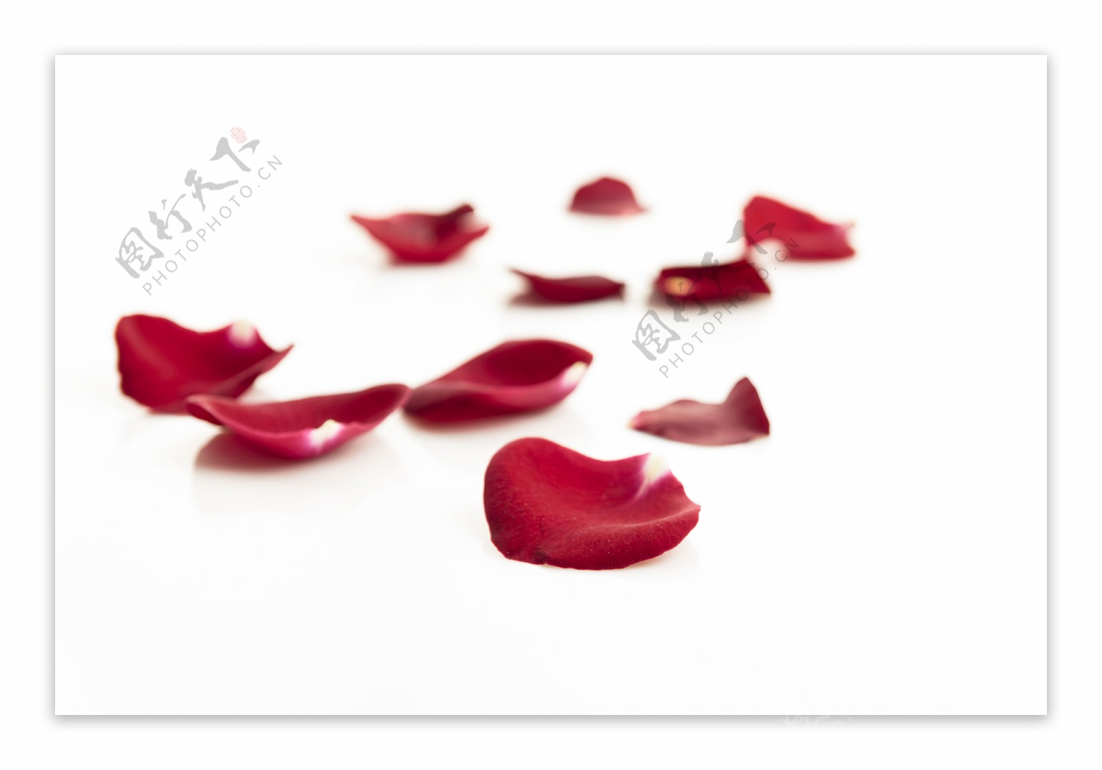几片暗红色的花瓣特写摄影高清图片
