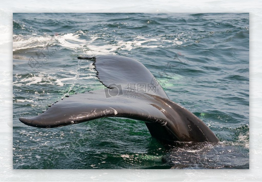 露出的鲸鱼尾巴
