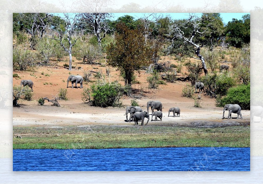 水边行走的大象群
