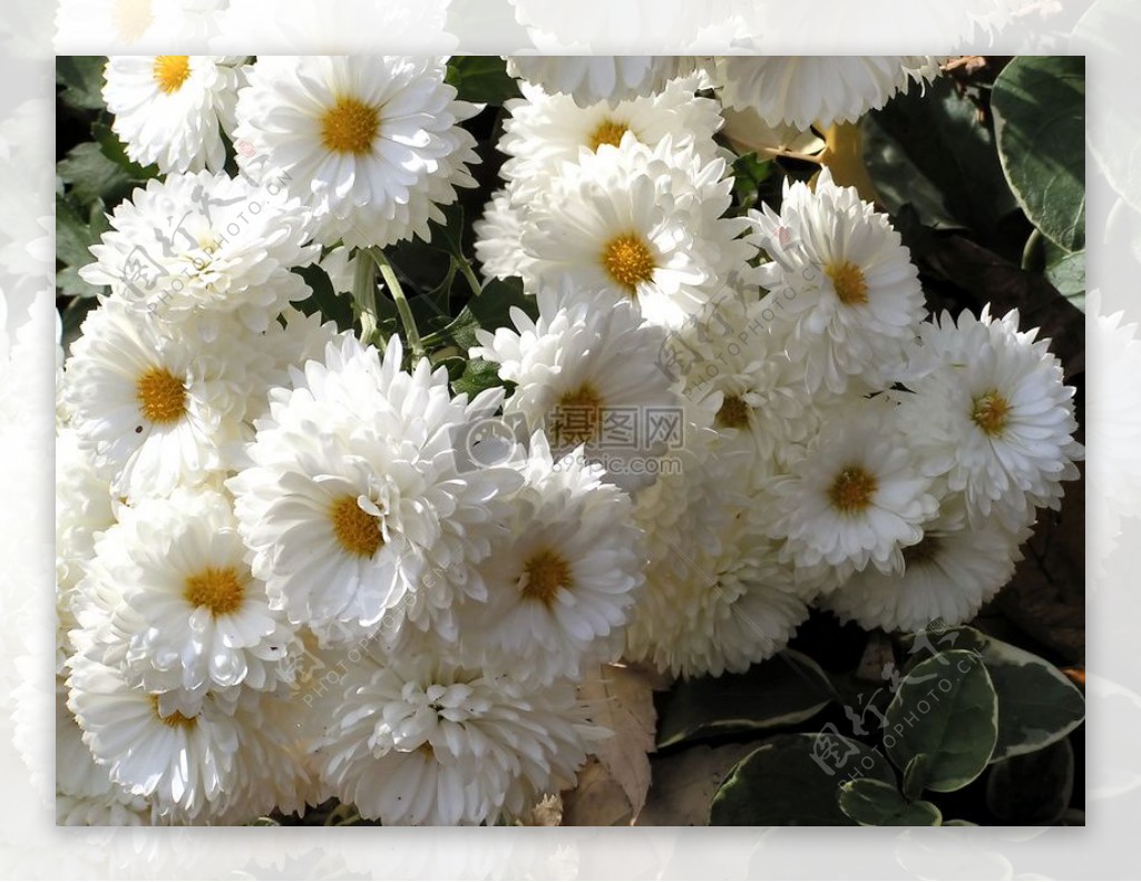 白色的秋季菊花