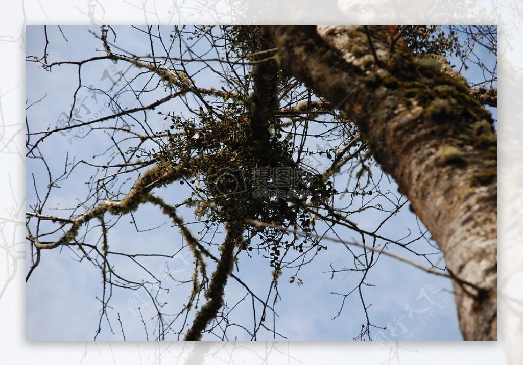 Mistletoe0311072.jpg