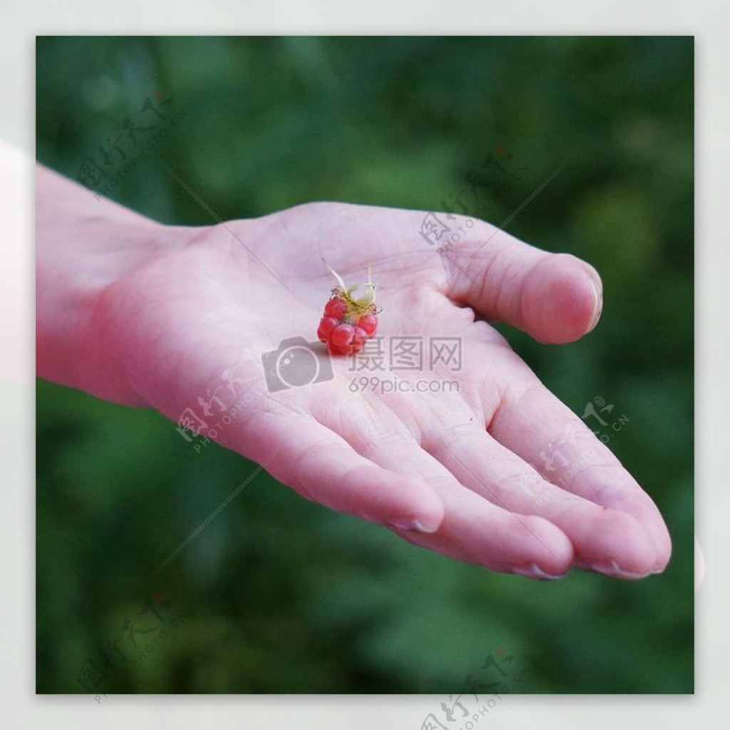 手掌心里的树莓