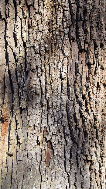 干枯的棕色树皮