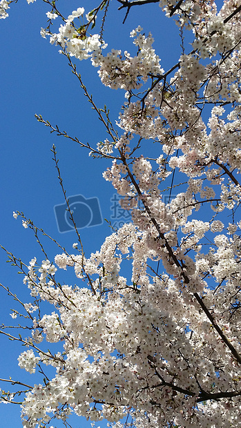 蓝天下盛开的樱花远景