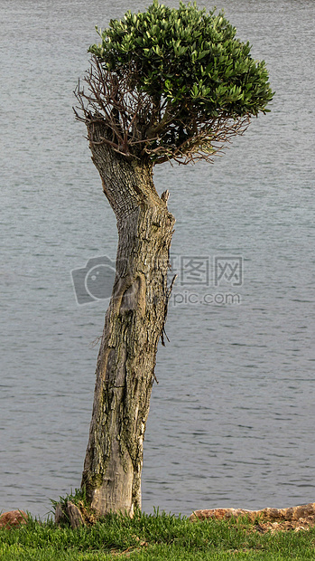 海边的一颗树木