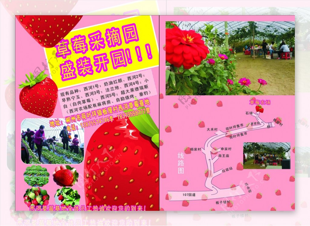 草莓宣传单图片