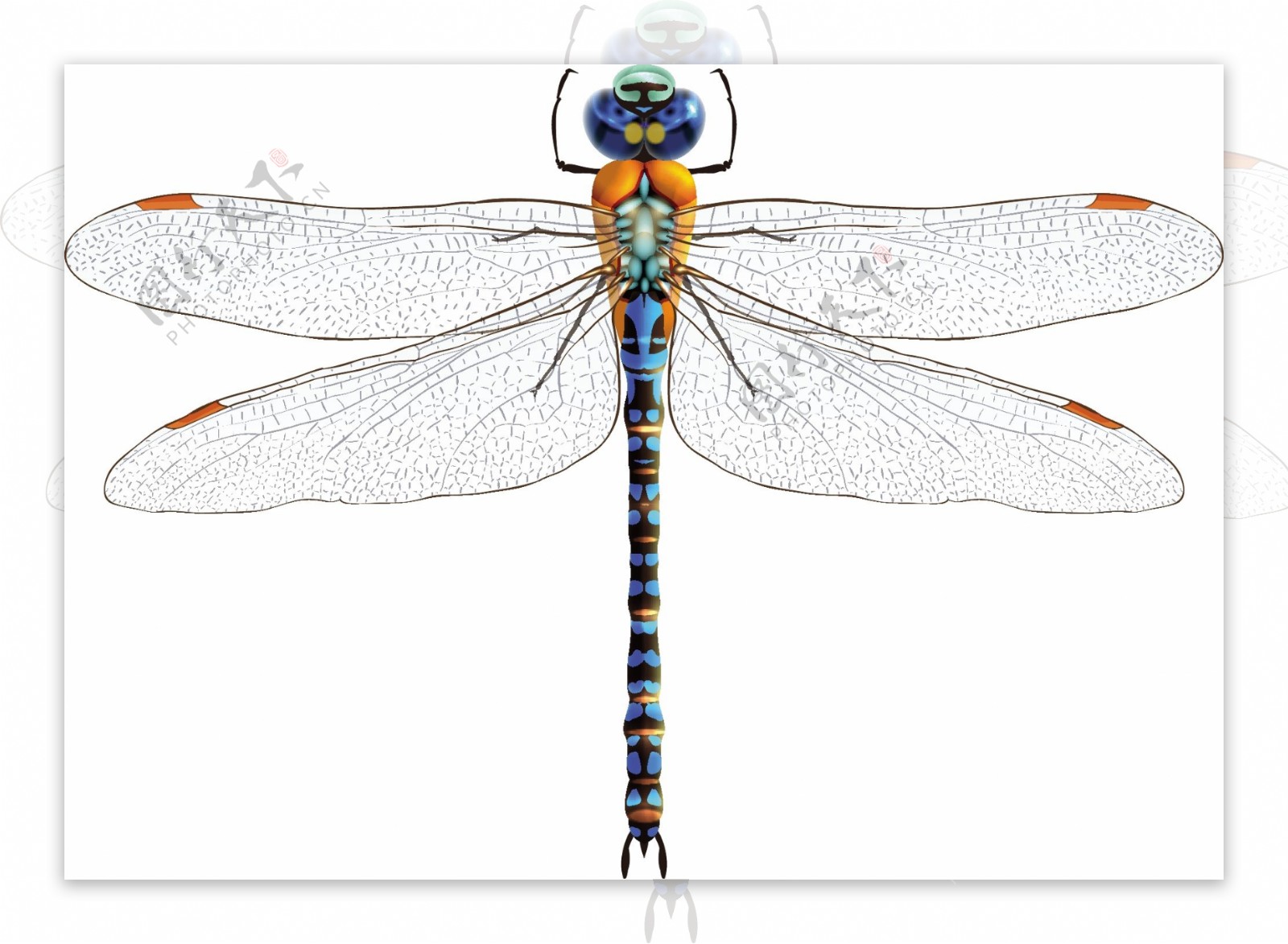 蓝色蜻蜓设计矢量素材