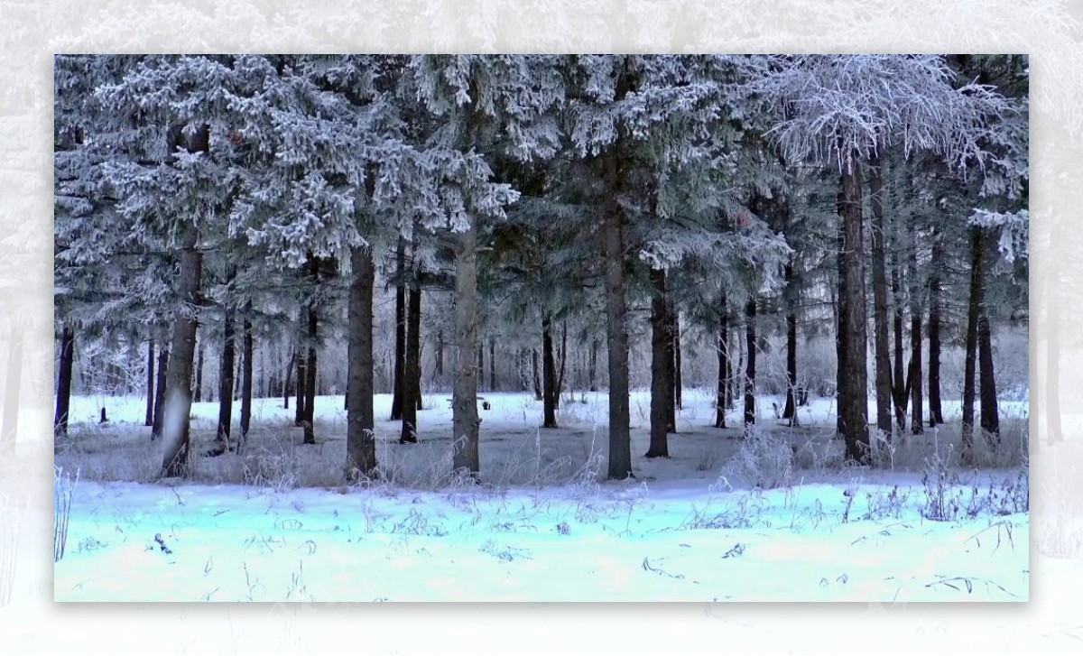 雪景树木视频素材