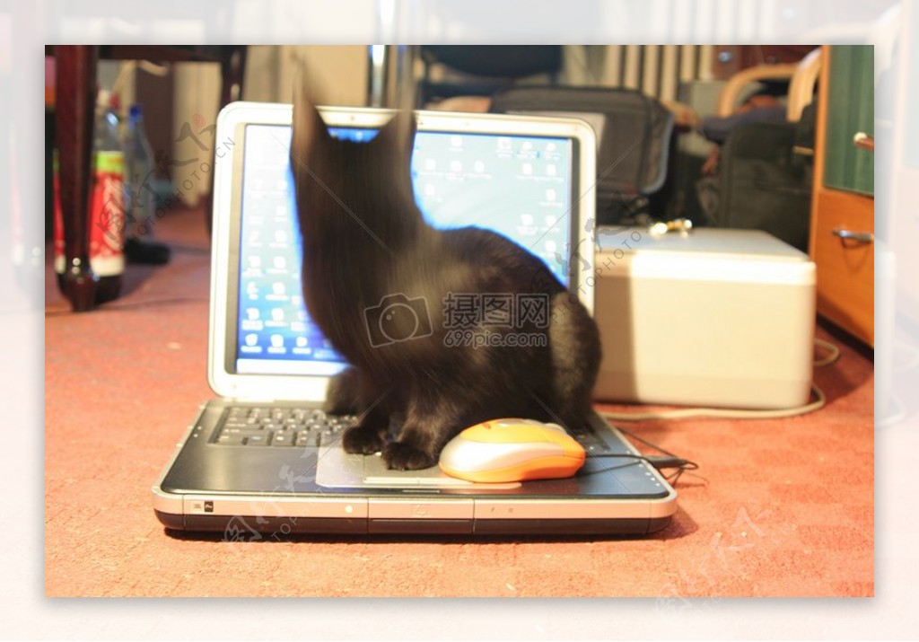 黑猫脚下的键盘