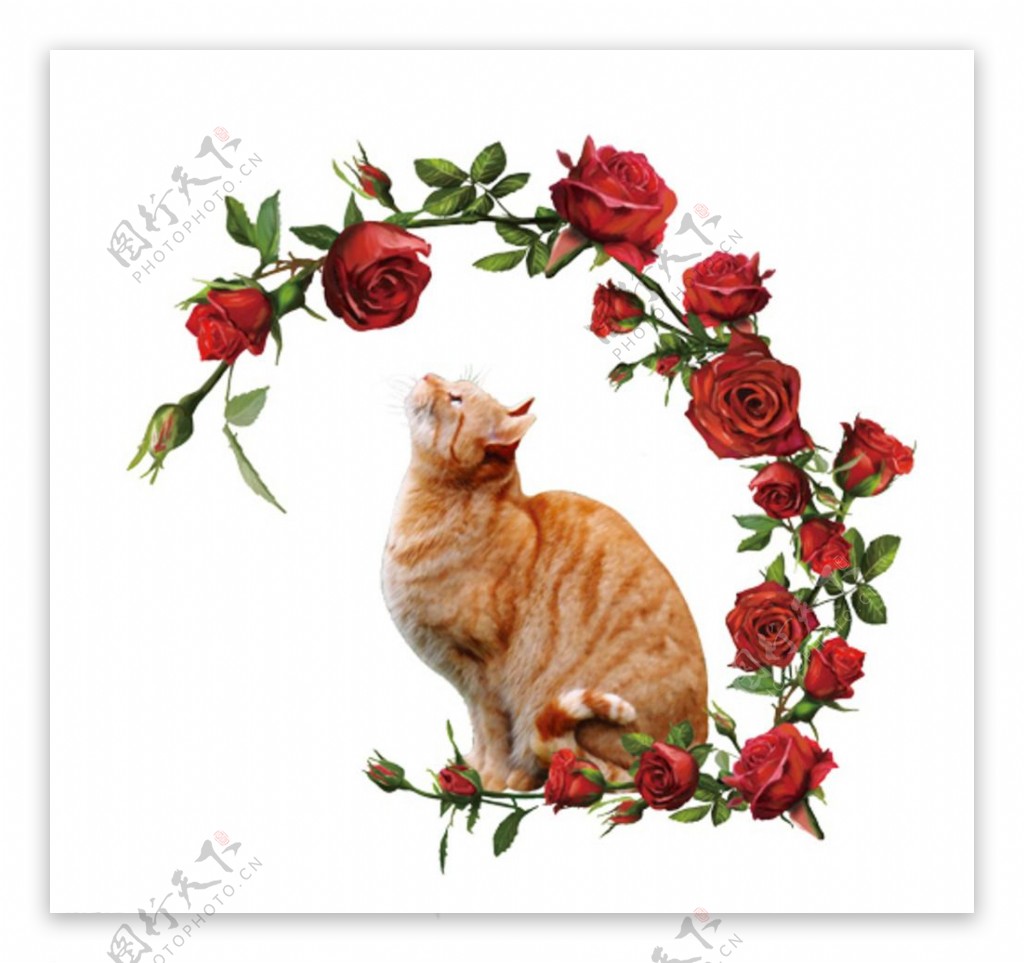猫和玫瑰图片