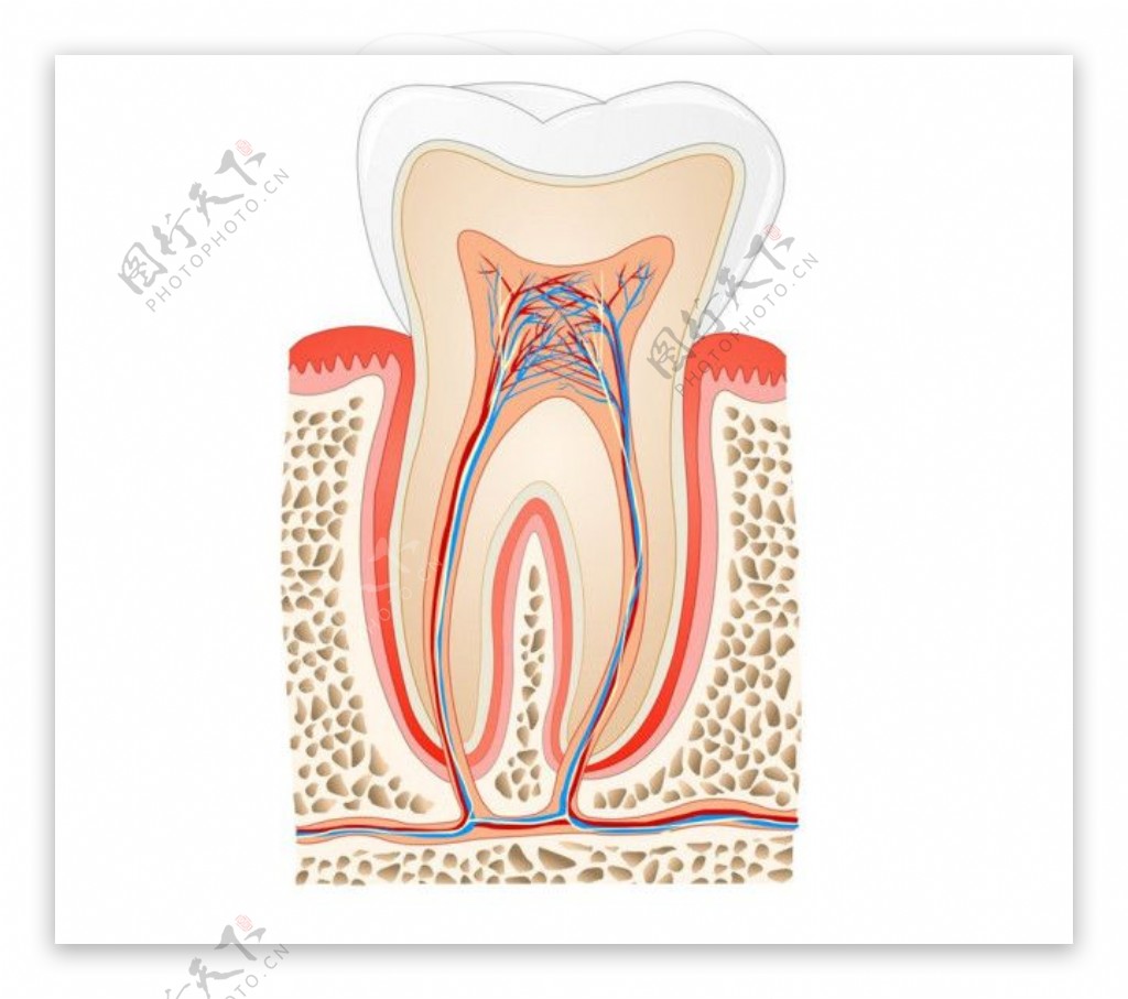 牙齿剖面图图片1
