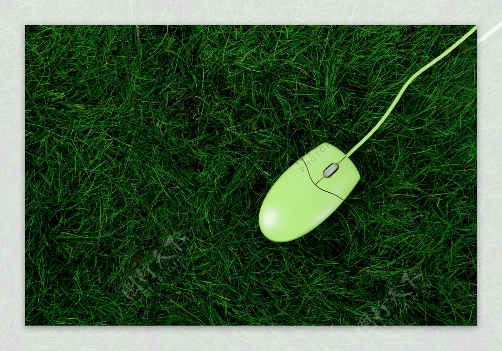 草地上的鼠标特写图片
