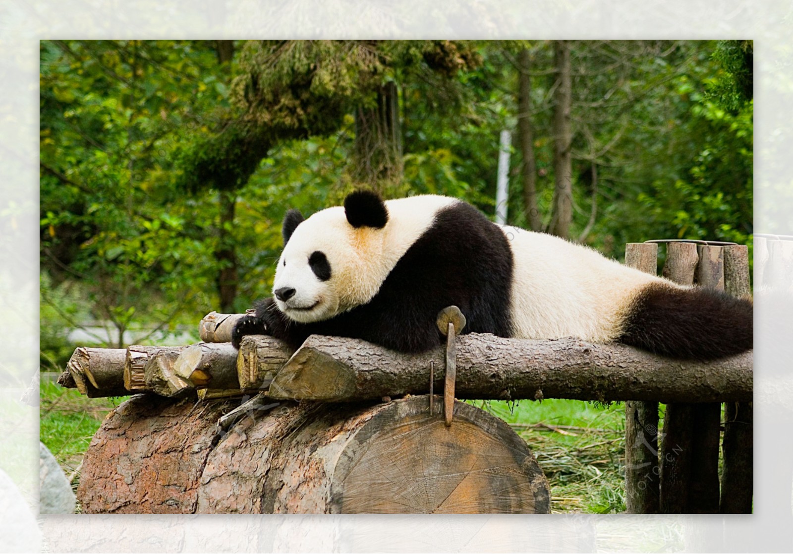 休息中的国宝熊猫图片