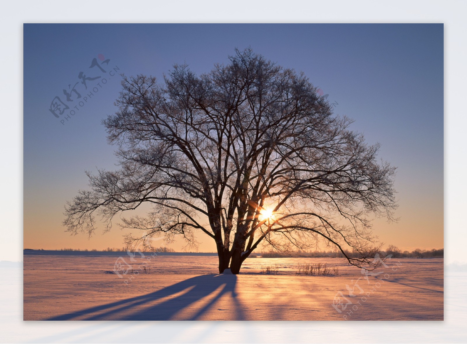 雪地里的一颗树图片