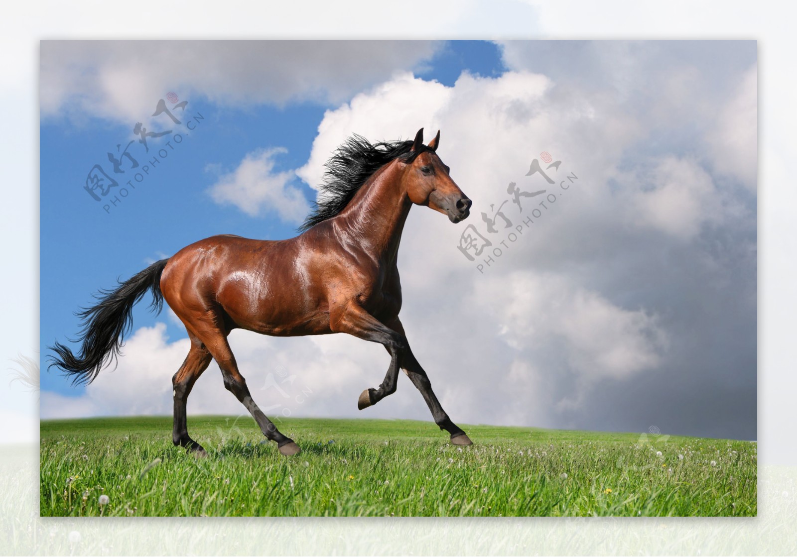 草原上奔跑的骏马图片