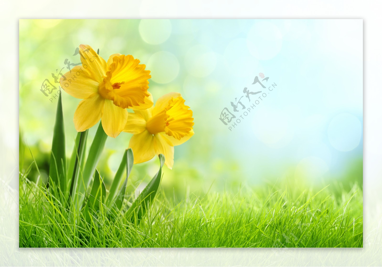 春天水仙花绿色背景图片