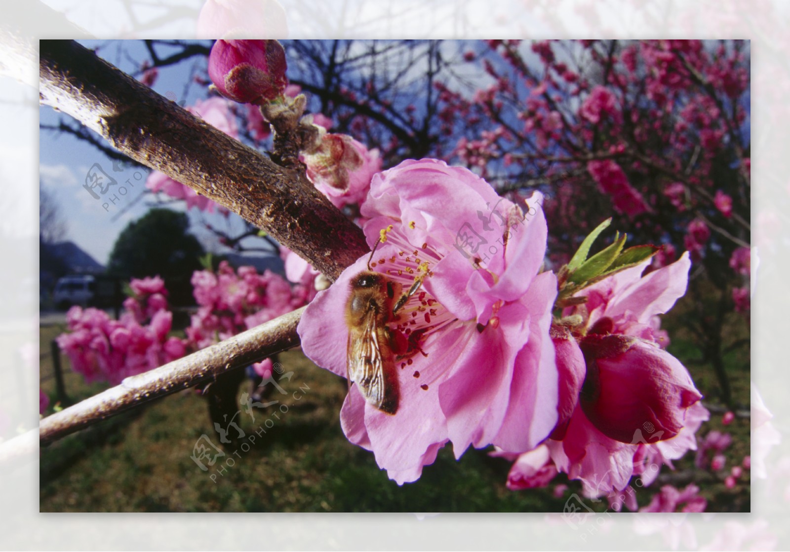 桃花上采蜜的蜜蜂图片
