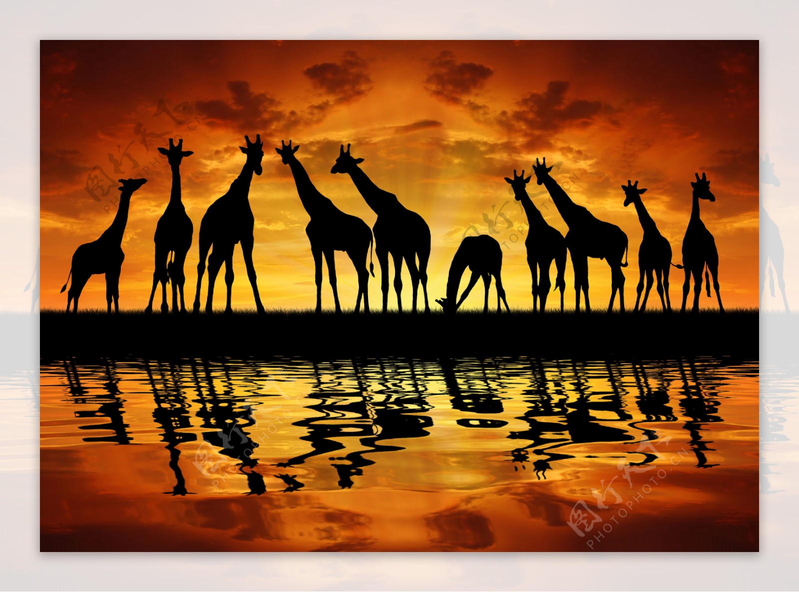 黄昏时草原上的长颈鹿图片