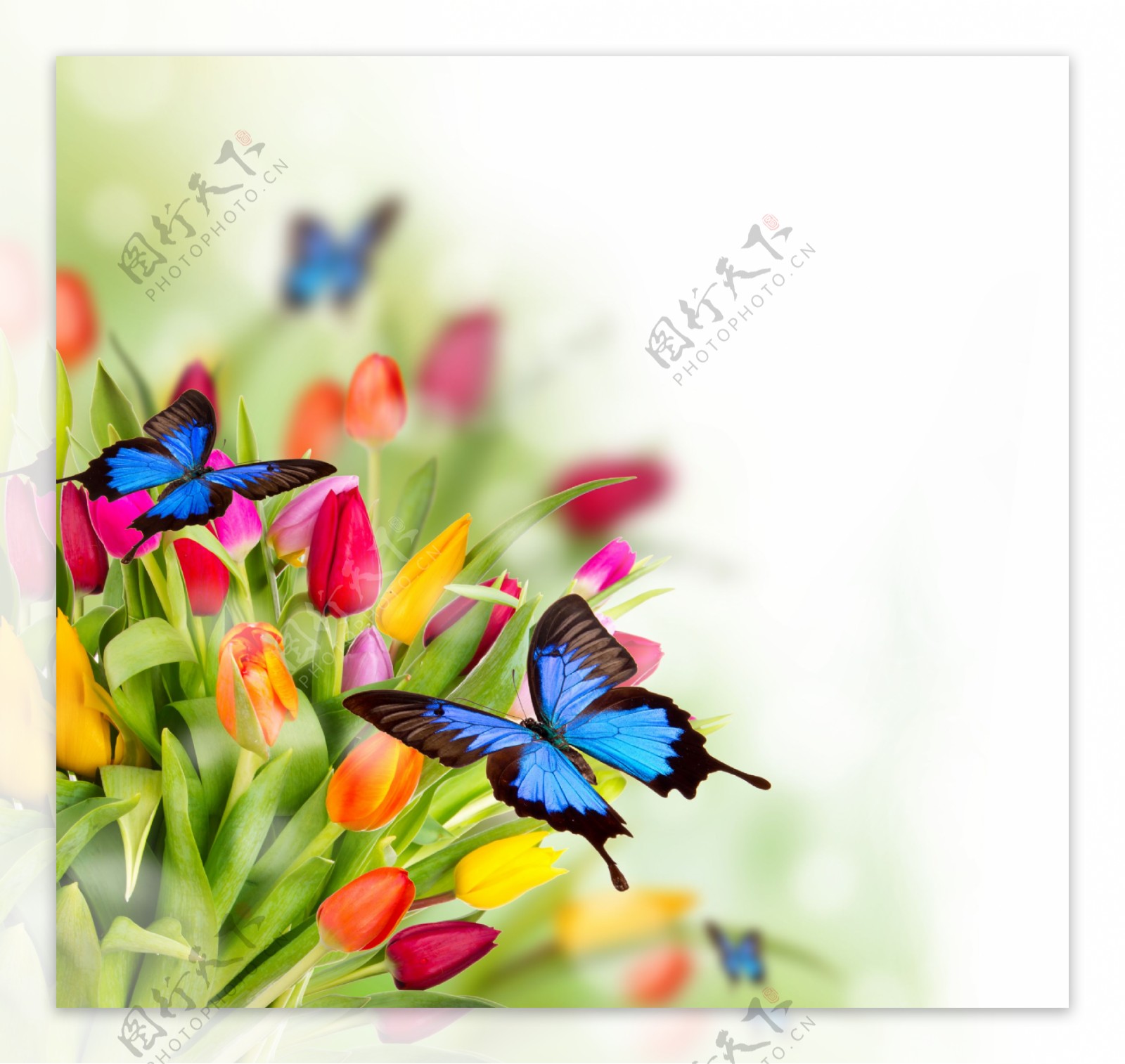 郁金香与蝴蝶图片