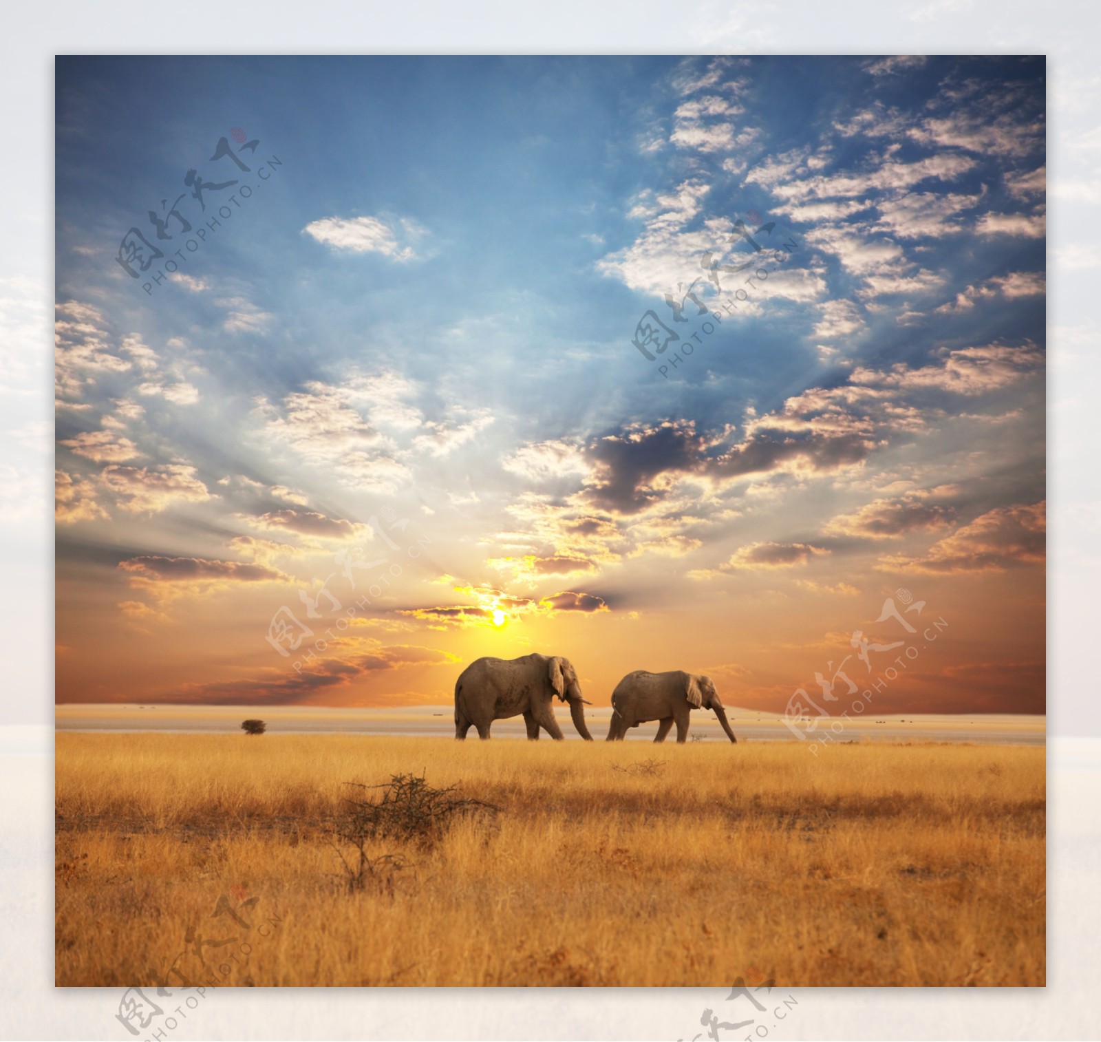 草原上的大象图片