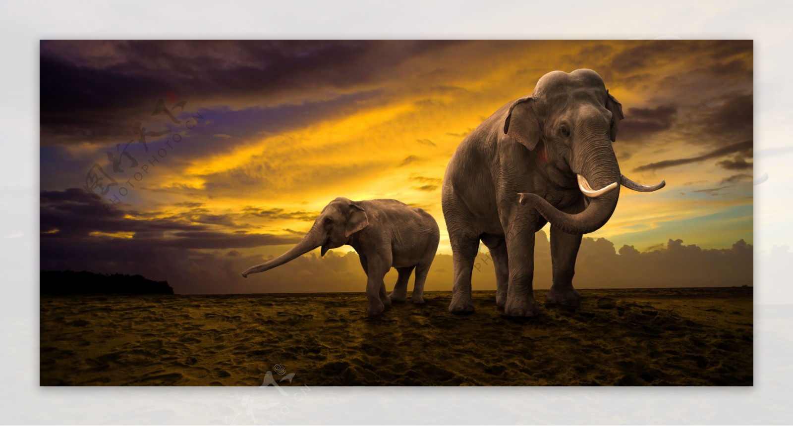 沙漠上的大象图片