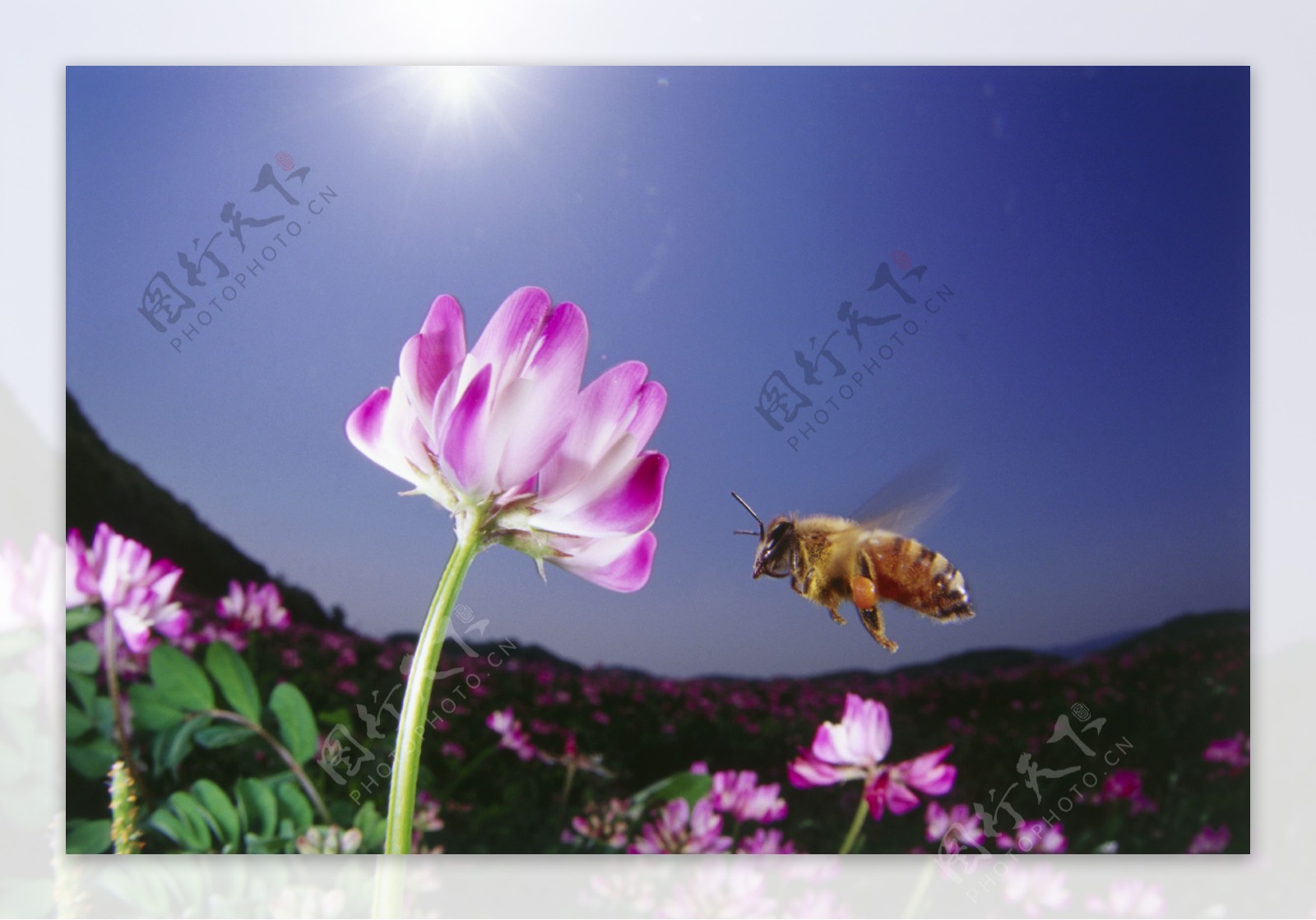 花丛中飞来飞去的小蜜蜂图片