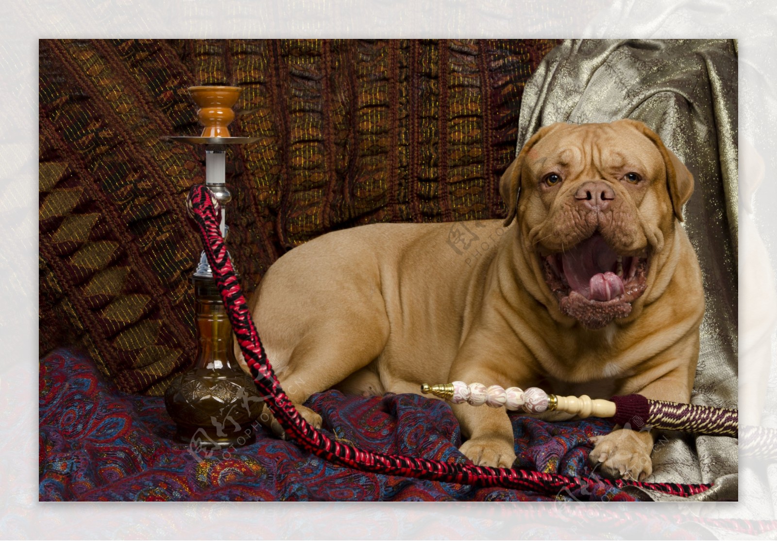 宠物狗与水烟壶图片