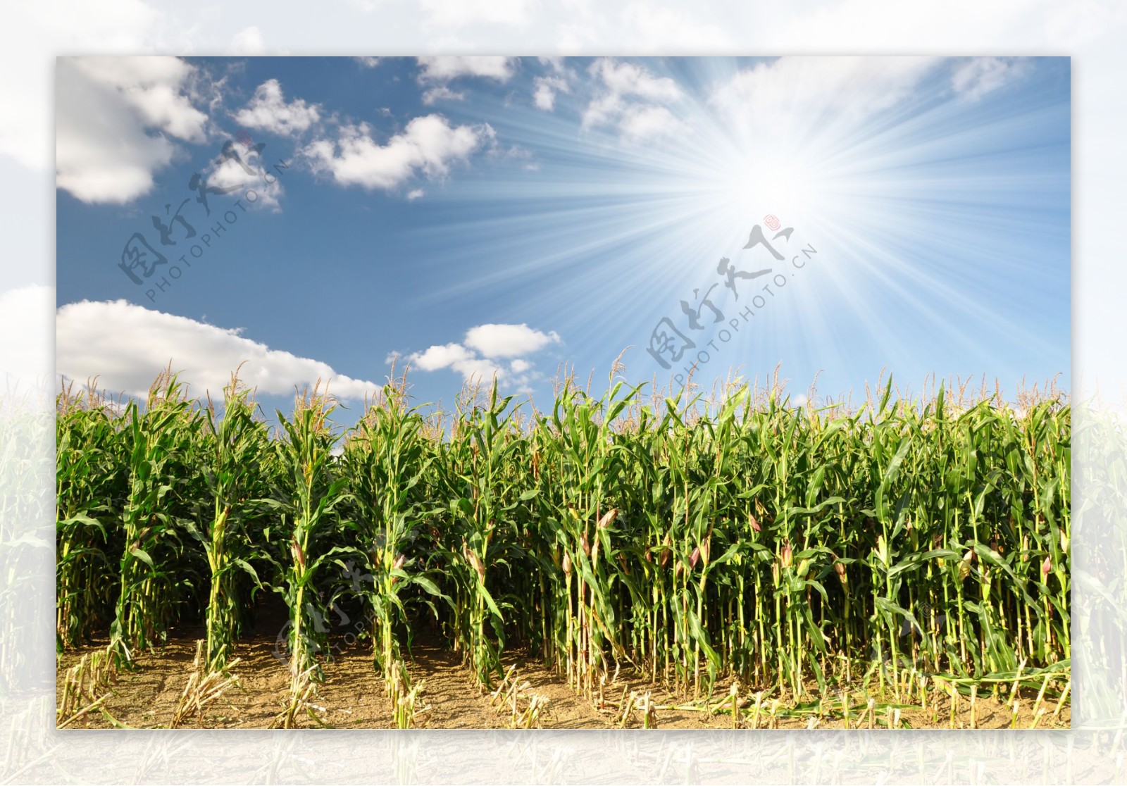 阳光下成熟的玉米田图片