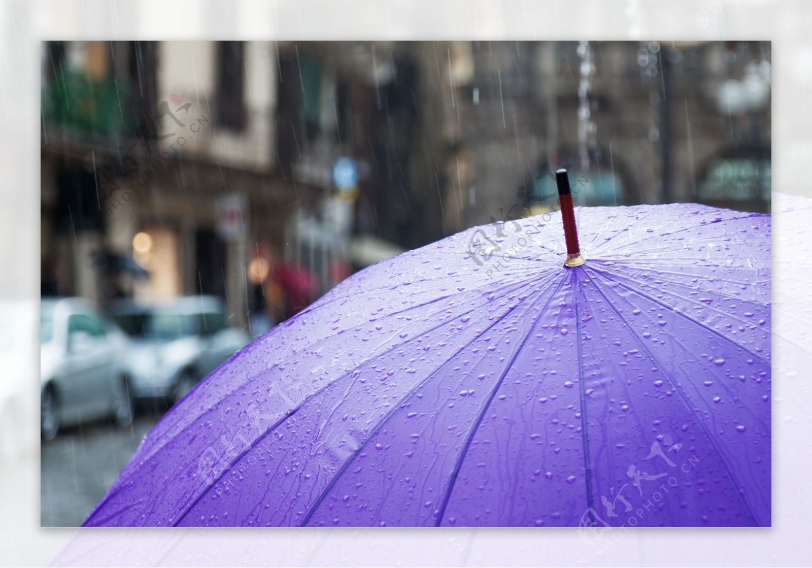雨中的紫色的伞图片