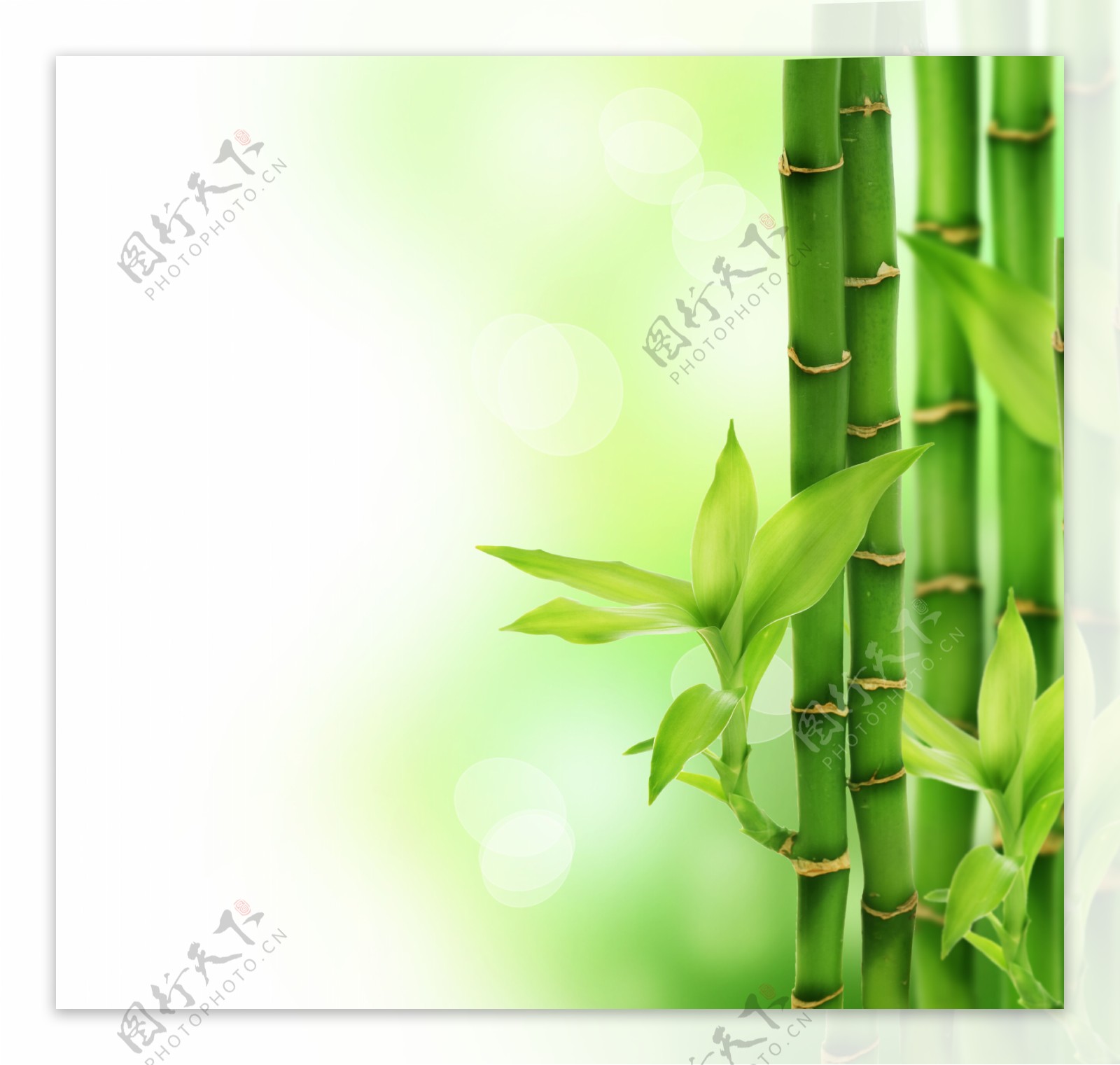 富贵竹背景图片