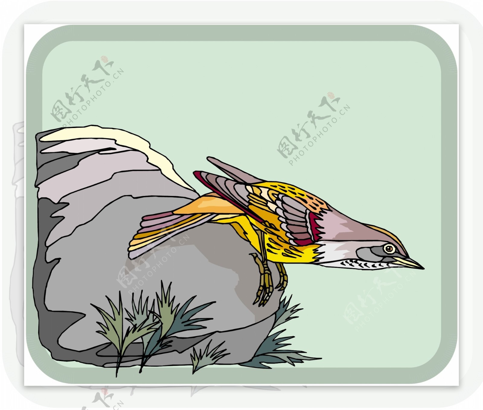各种鸟类鸟动物矢量素材EPS格式0455