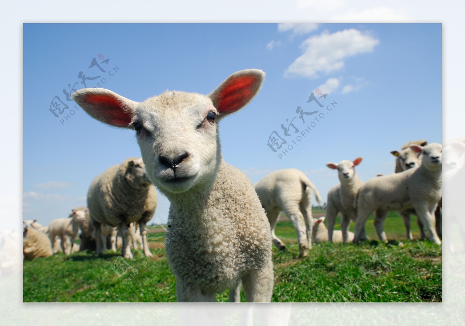 草地上的羊群图片