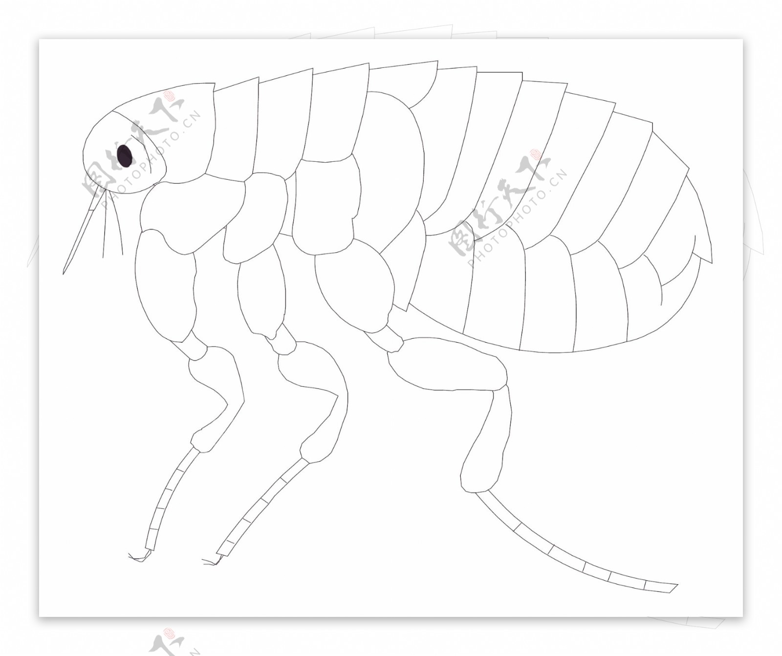 甲虫昆虫矢量素材EPS格式0181