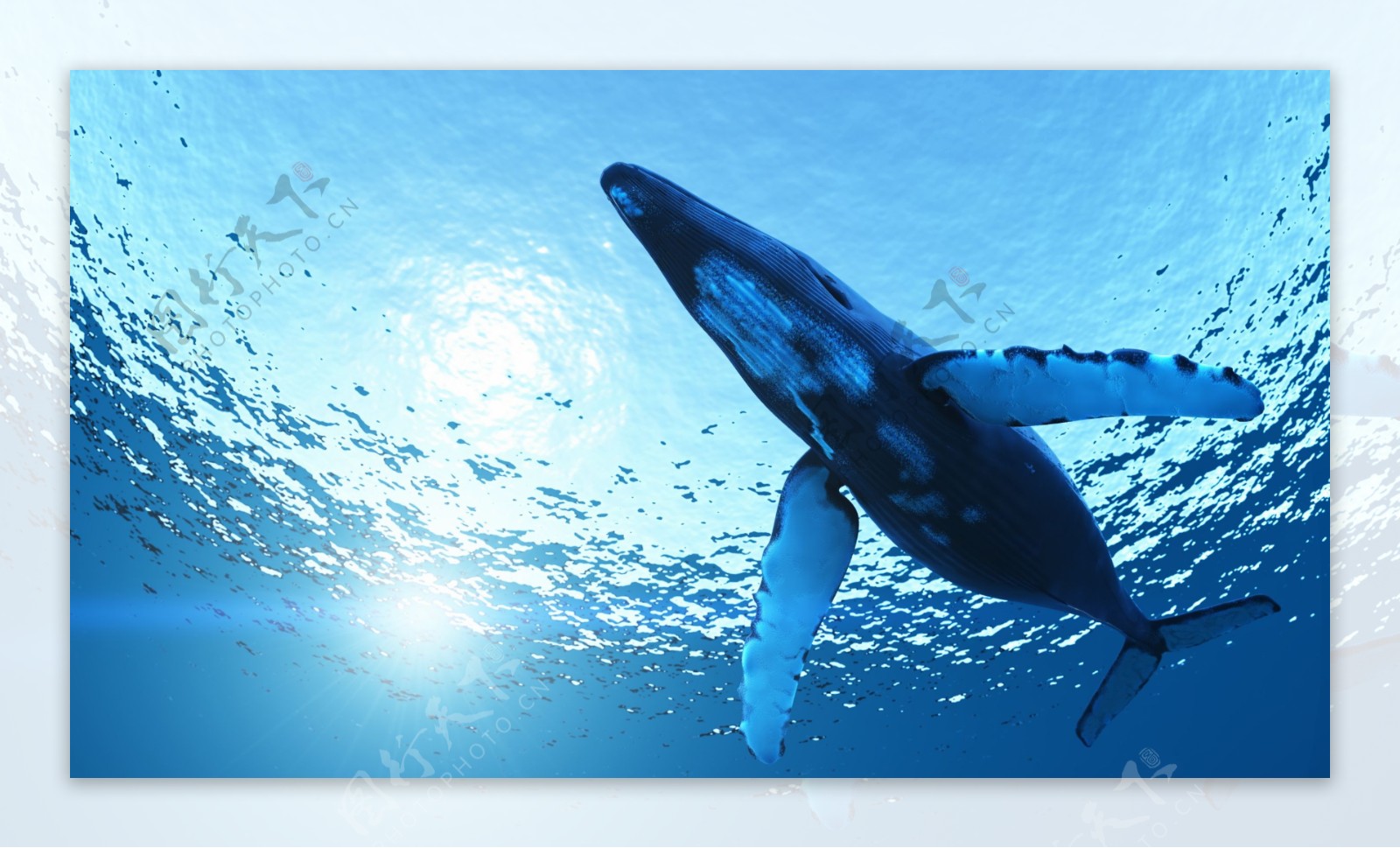 海底的鲸图片