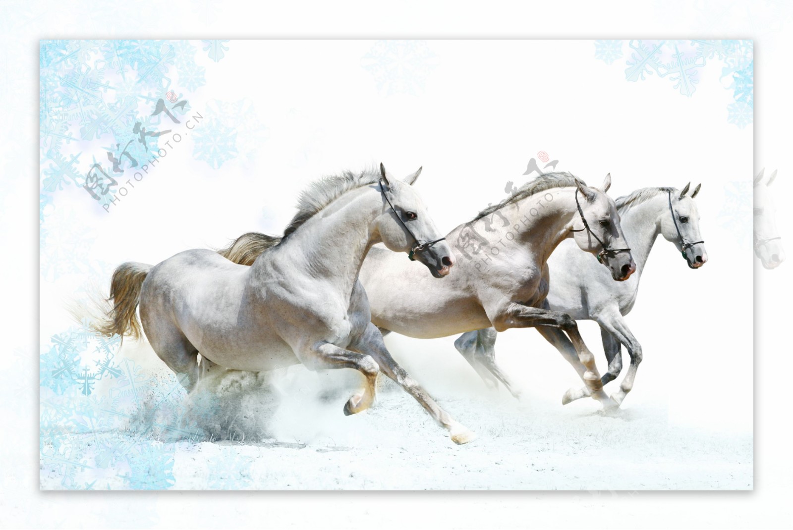 雪地里奔跑的白马图片