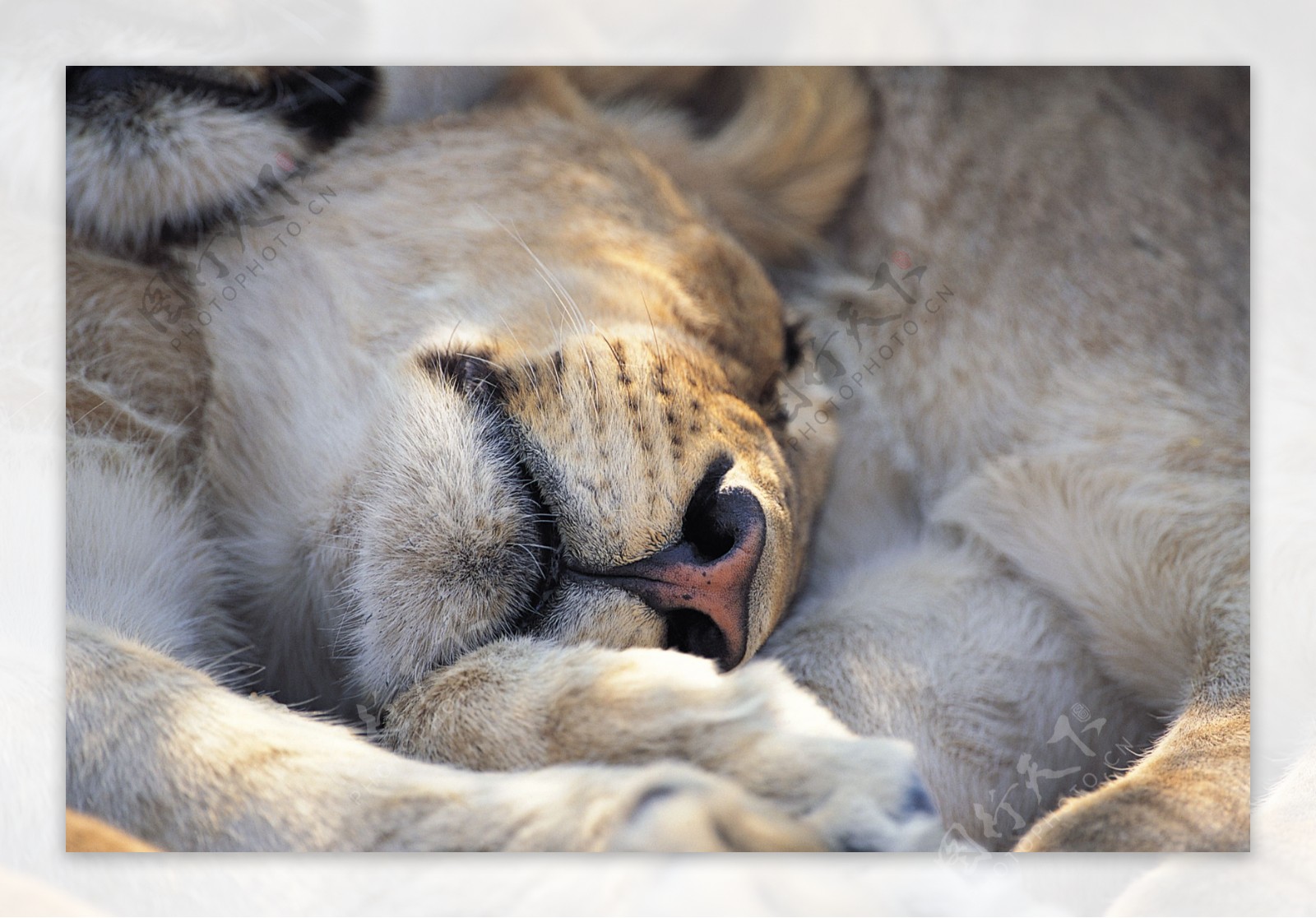 睡觉的狮子图片