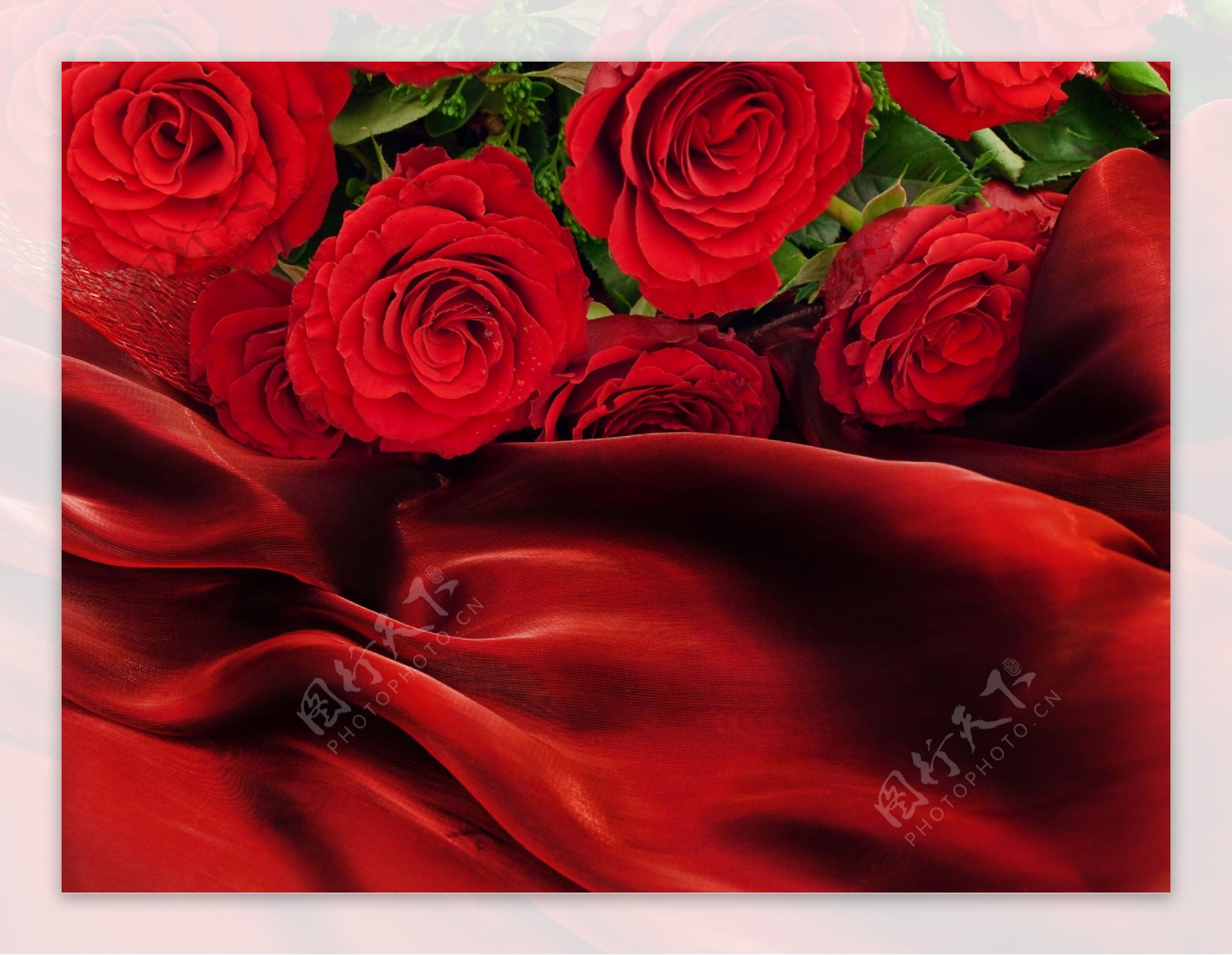 玫瑰花与飘带背景图片