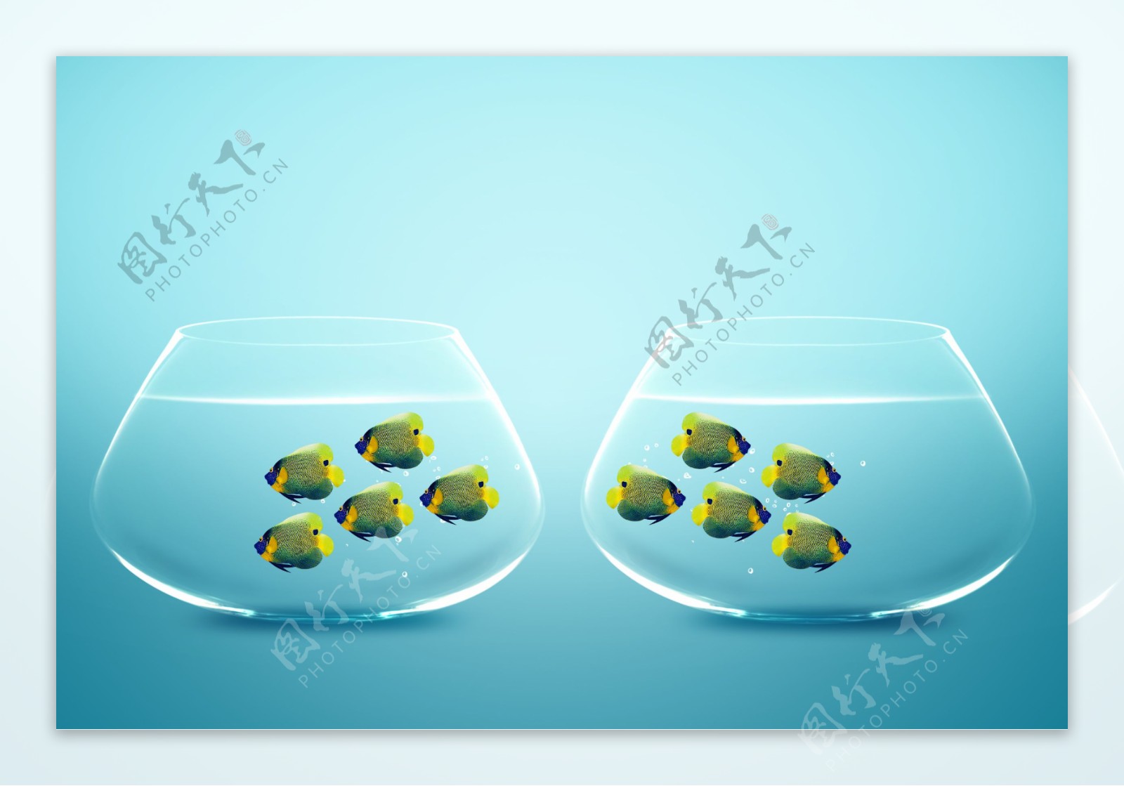 鱼缸与鱼图片