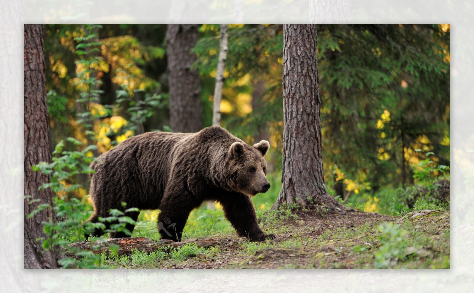 树林里的棕熊图片
