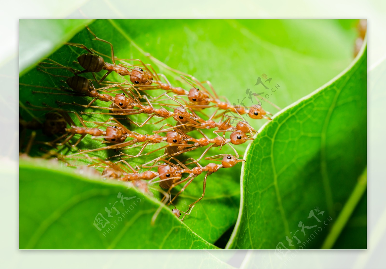 排的整齐的蚂蚁图片