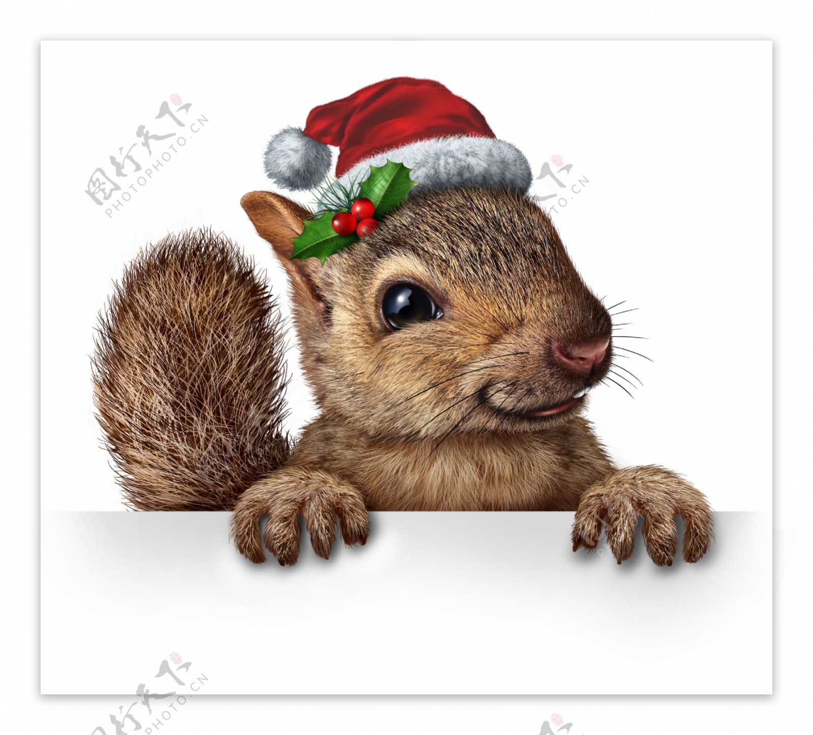 戴圣诞帽的松鼠图片