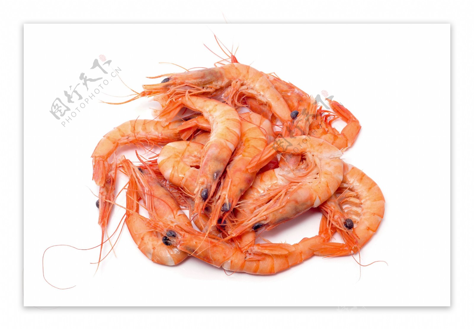 新鲜红虾图片