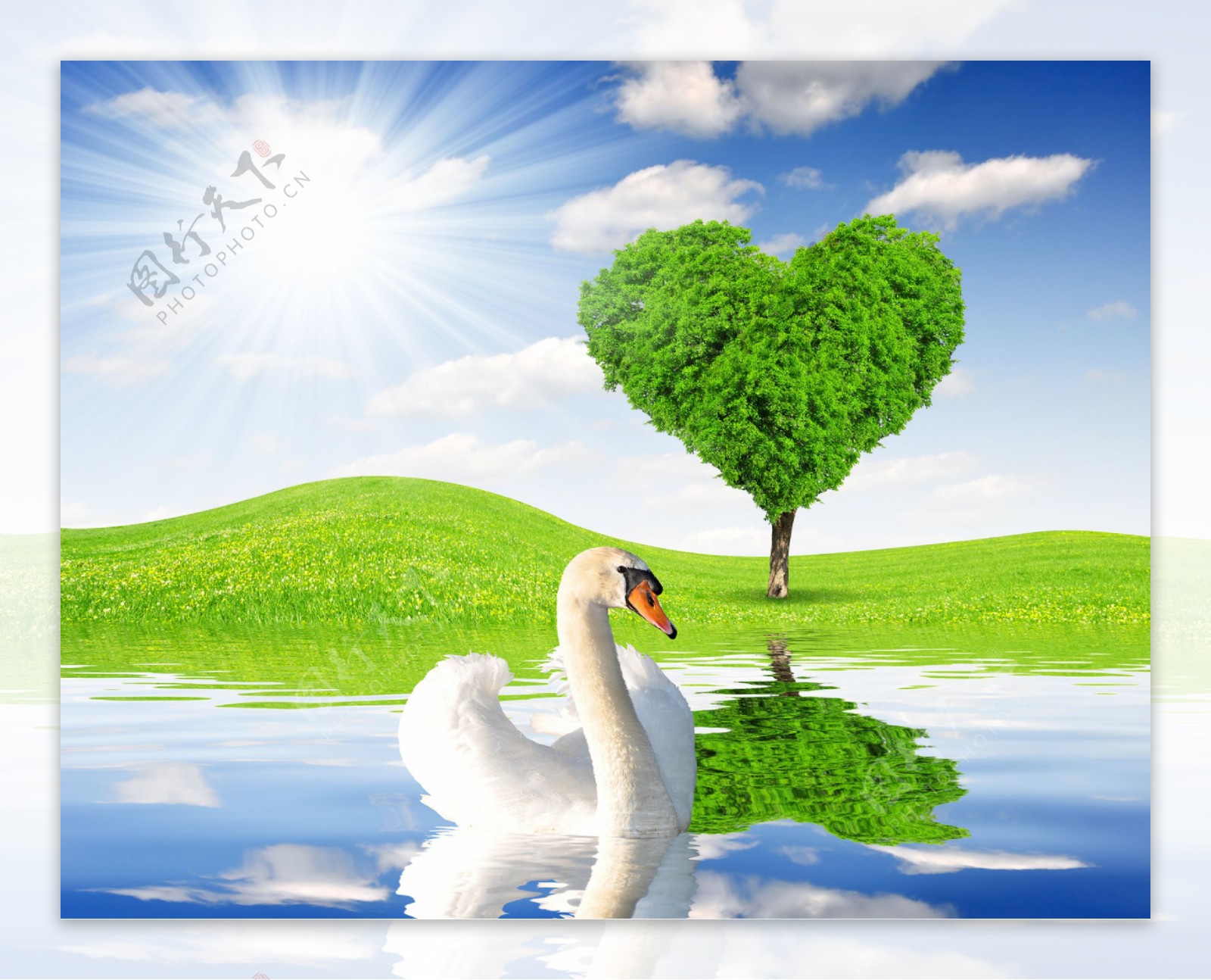 白色天鹅和心形树木图片