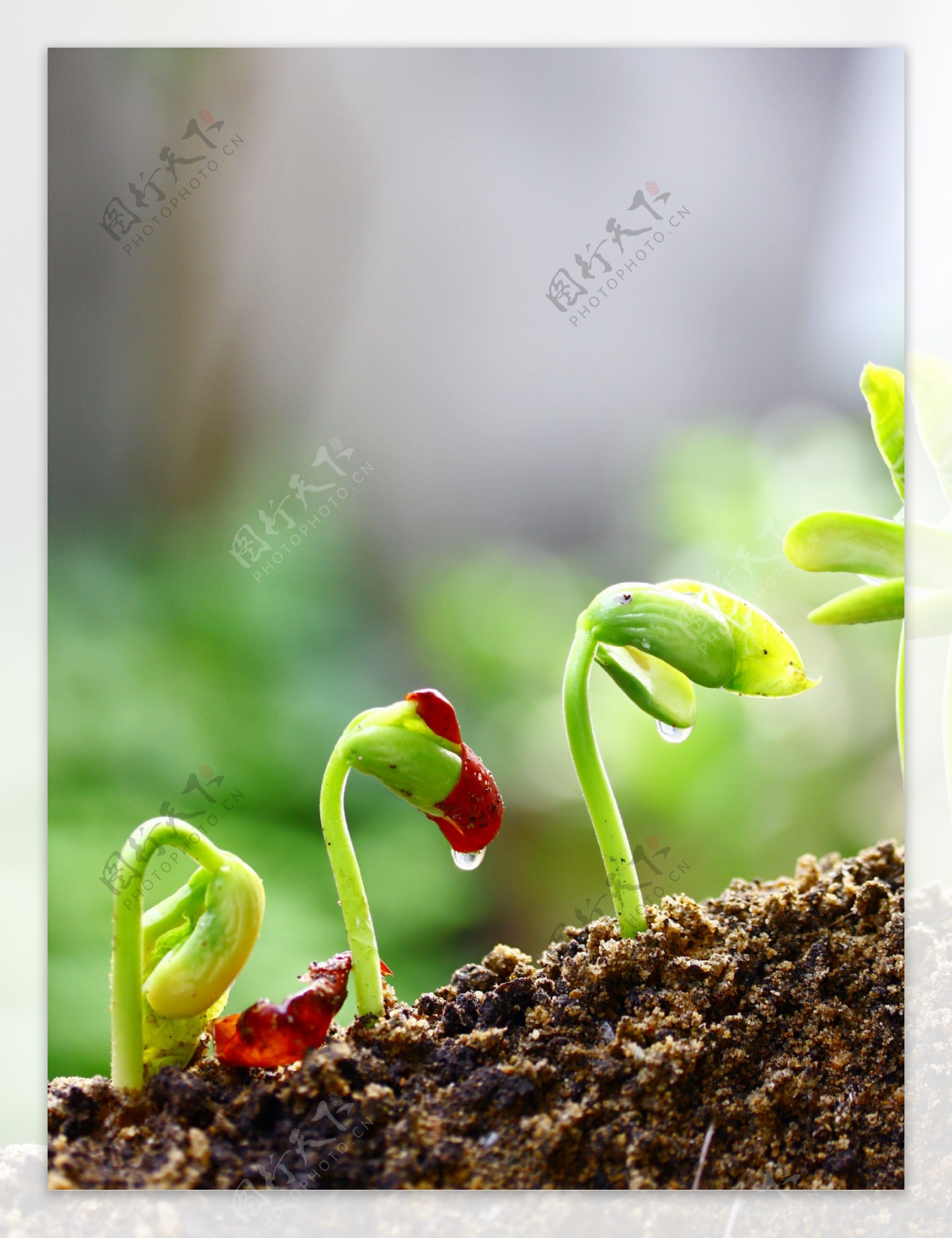 土壤中的绿芽与露珠图片