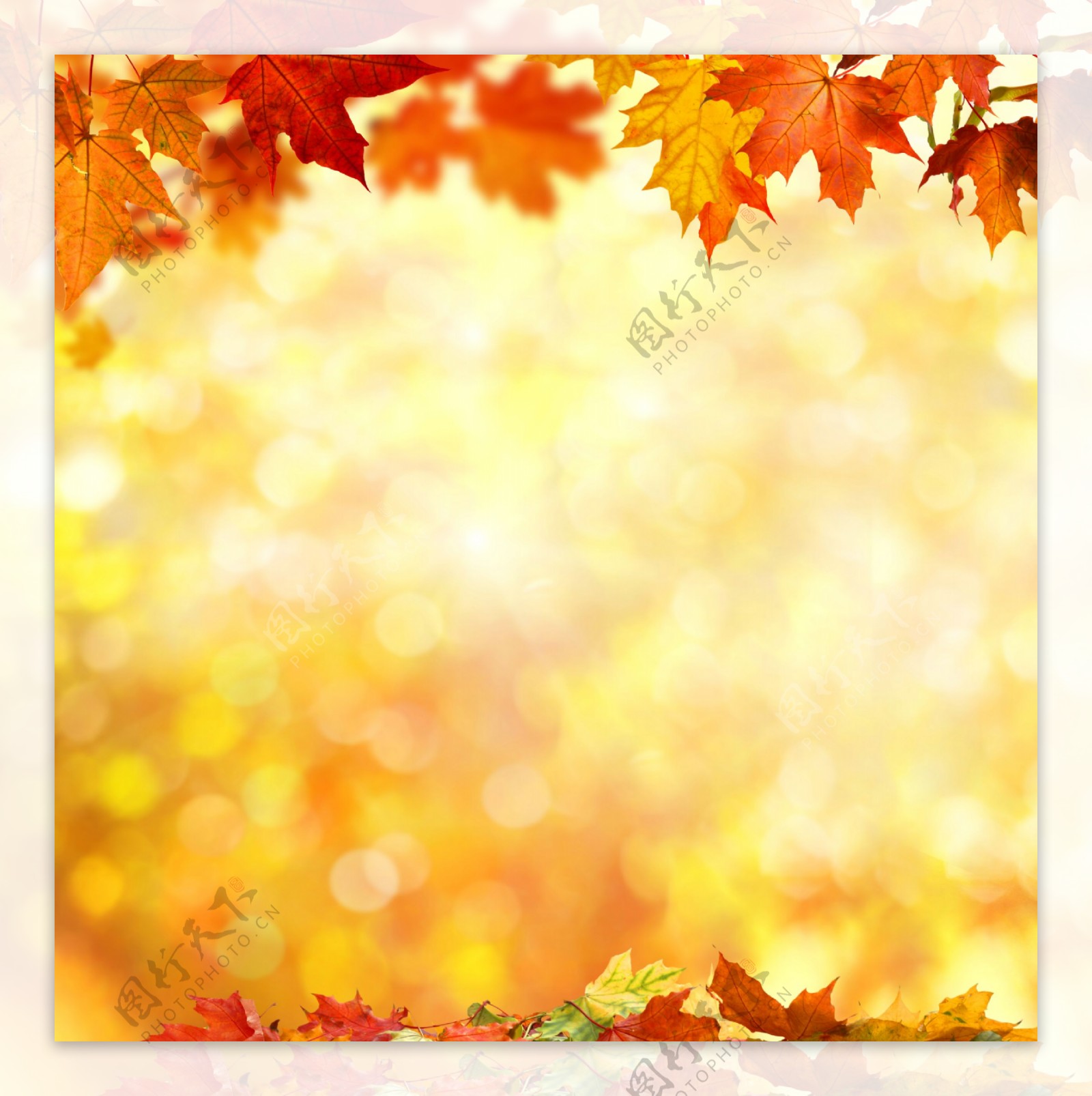 秋天枫叶边框背景图片