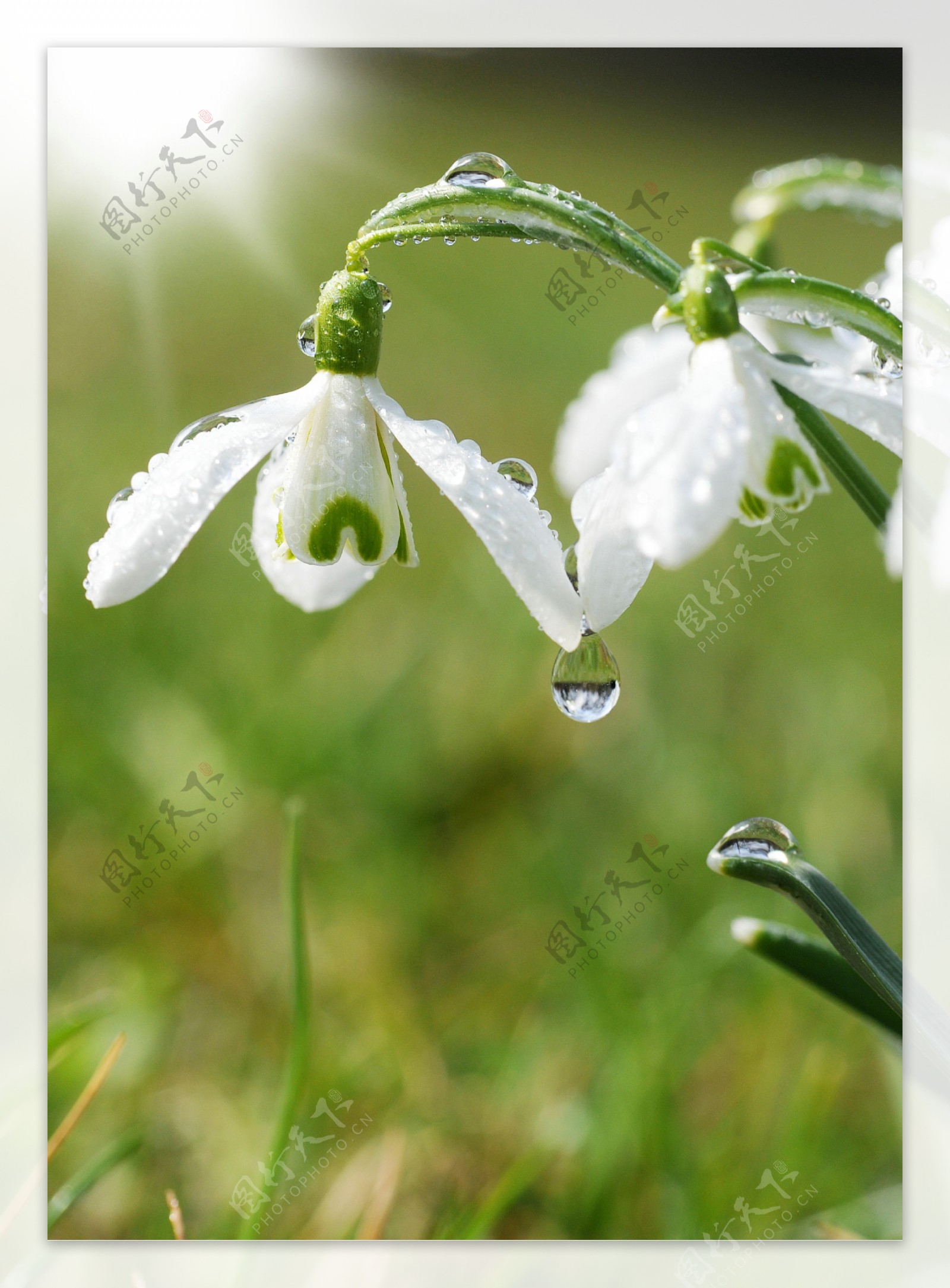 白色鲜花与露珠图片